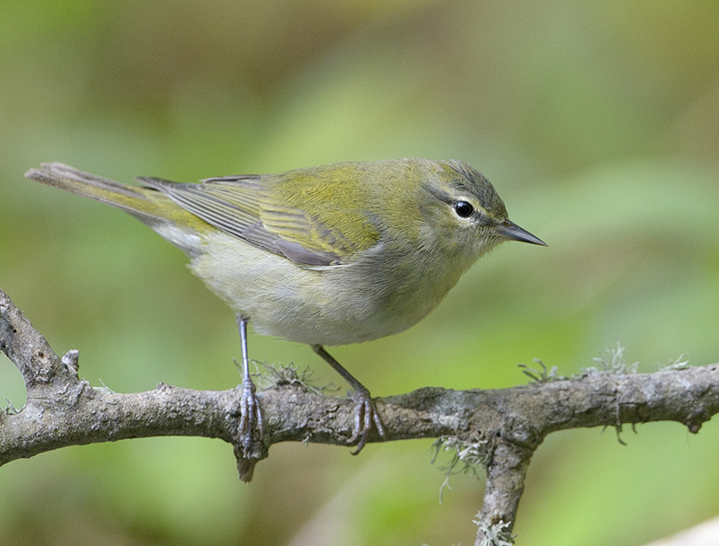 Tennessee Warbler