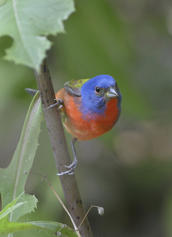 Painted Bunting