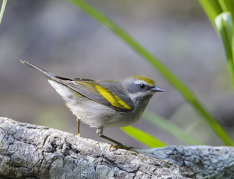 Golden-winged Warbler