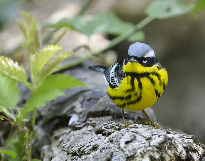 Magnolia Warbler