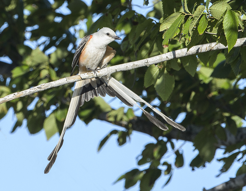 Scissor-Tailed Flycatchers