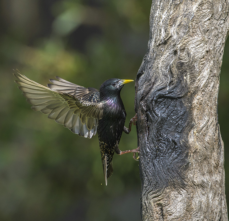 European Starling