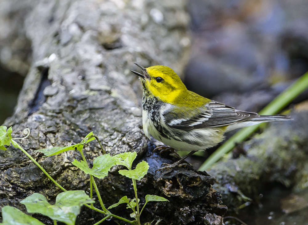 Black-throated Green Warbler