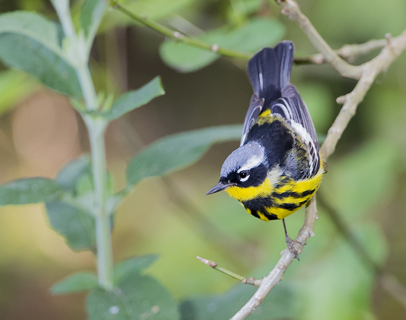 Magnolia Warbler