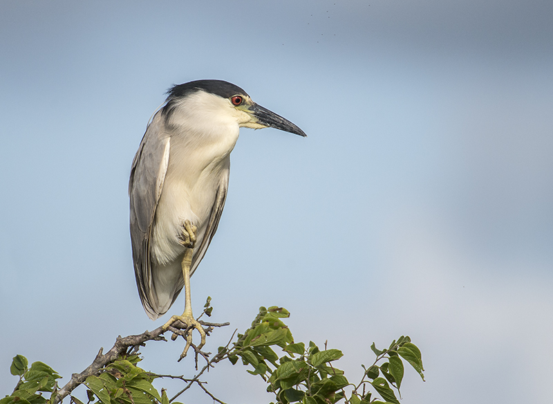 Black-crowned Night Heron