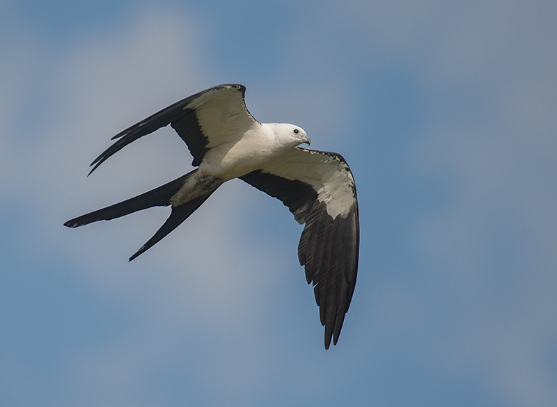 Swallow-tailed Kite