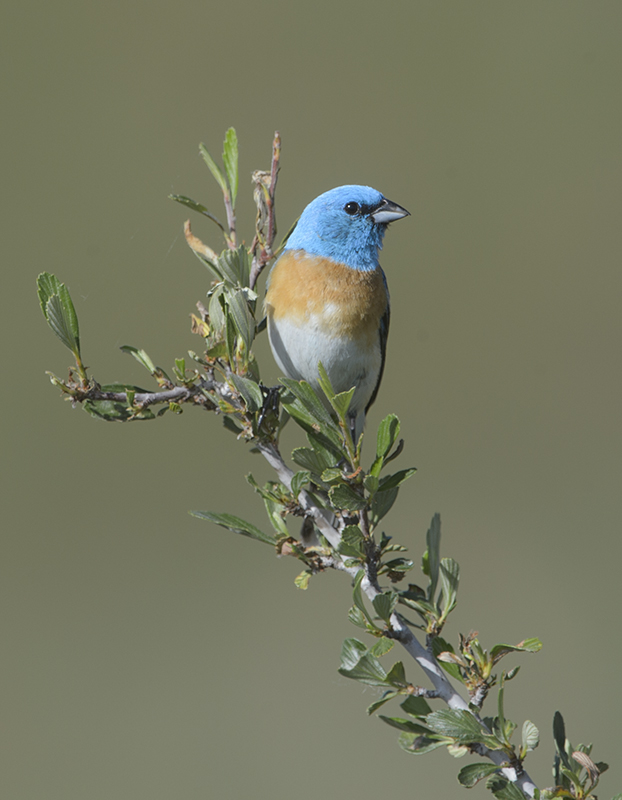Lazuli Bunting