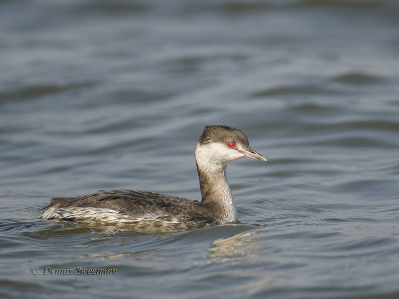 Horned Grebe