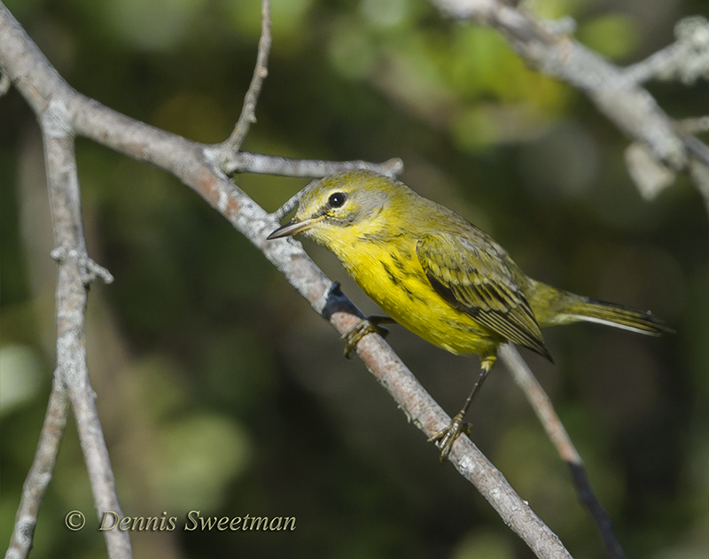 Prairie Warbler