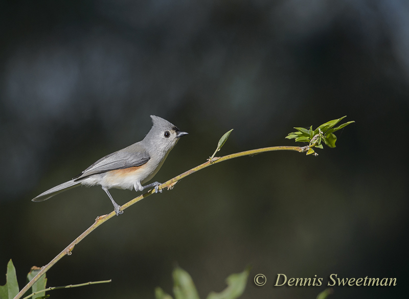 Tufted Titmouse