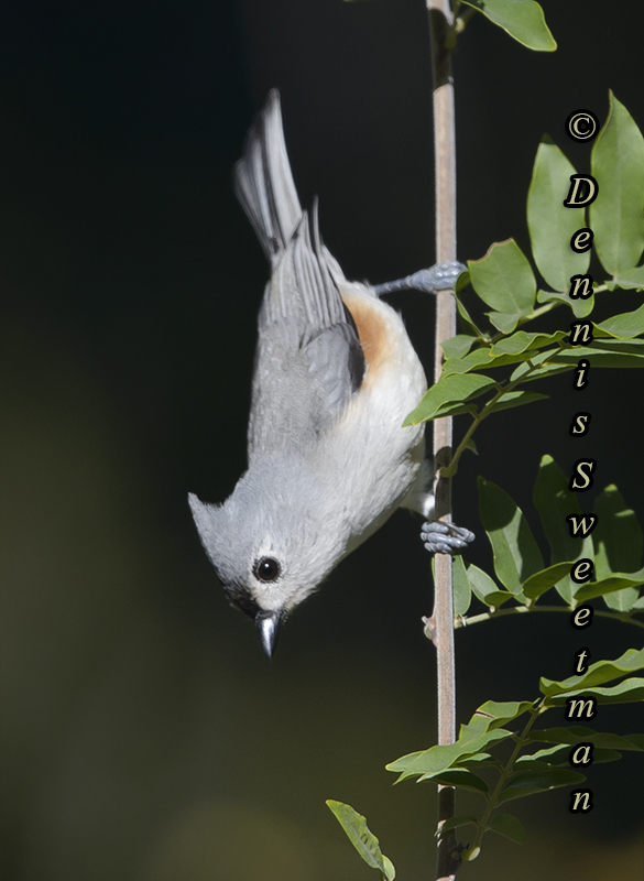 Tufted Titmouse