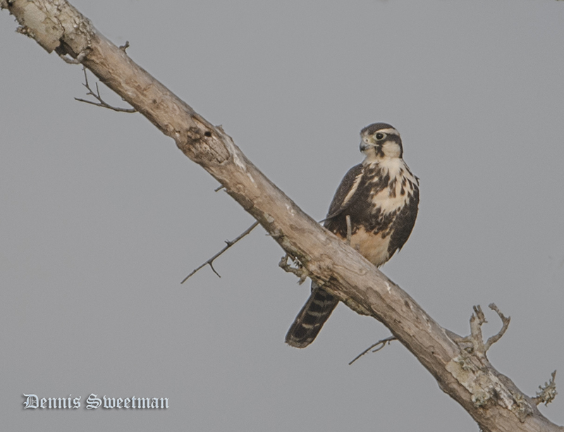 Aplomado Falcon
