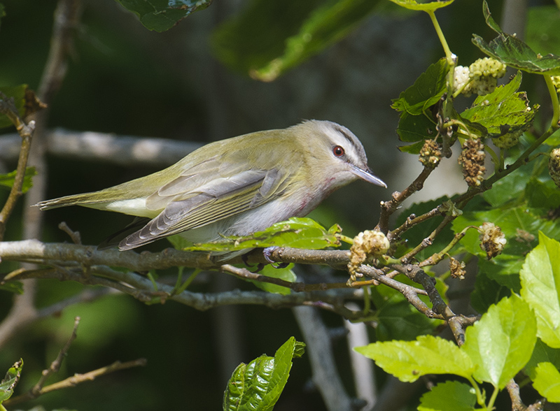 Red-eyed Vireo