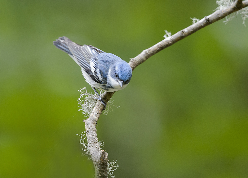 Cerulean Warbler