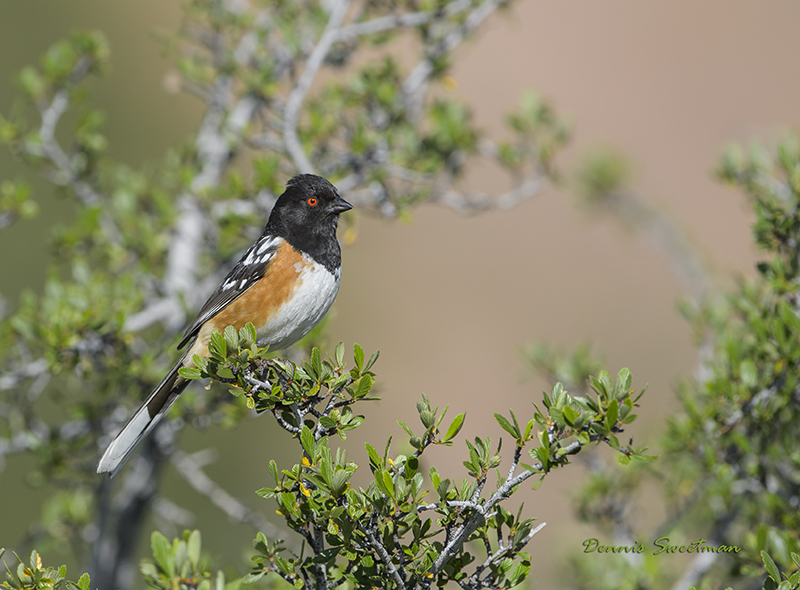 Spotted Towhees