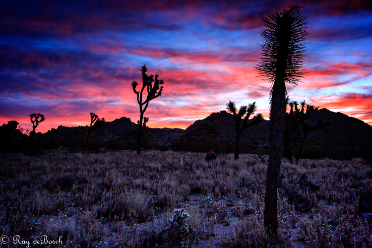 Death_Valley-9219.jpg