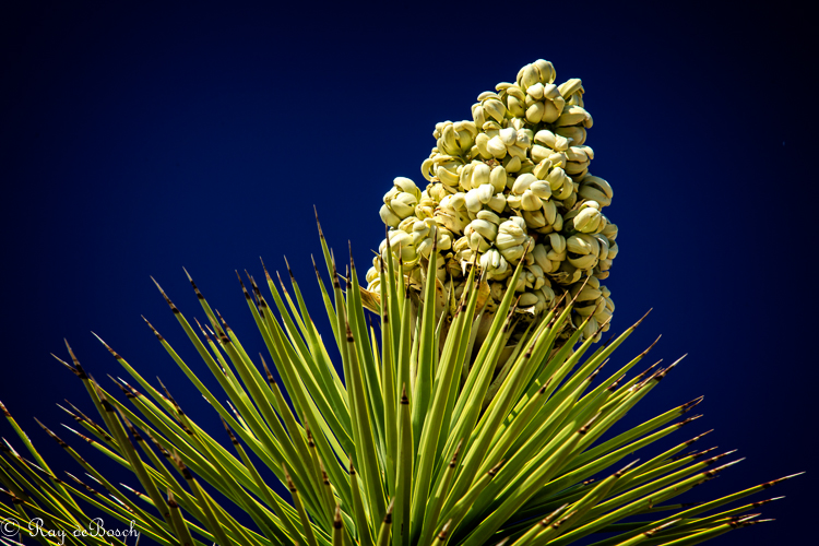 Death_Valley-9326.jpg