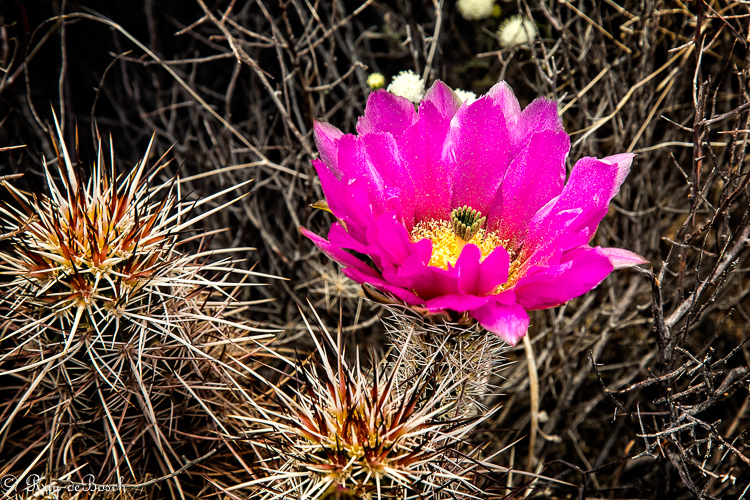 Death_Valley-9336.jpg