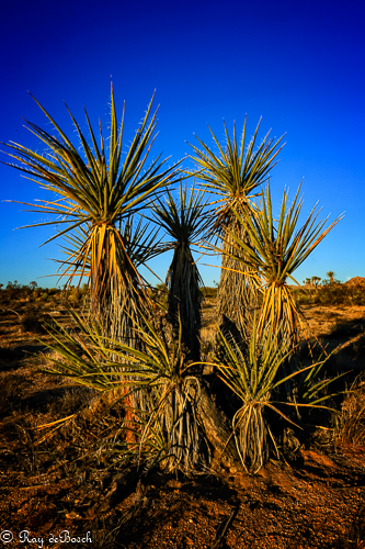 Death_Valley-9546.jpg