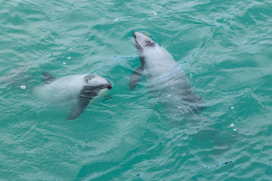 Endangered NZ dolphins are the smallest in the world