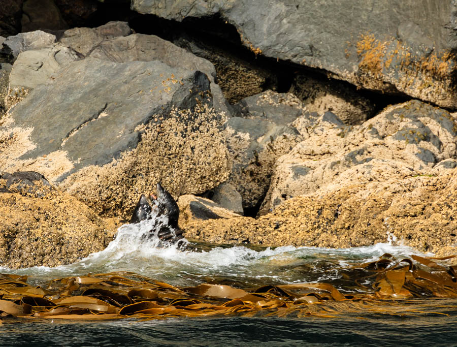 Seals at play
