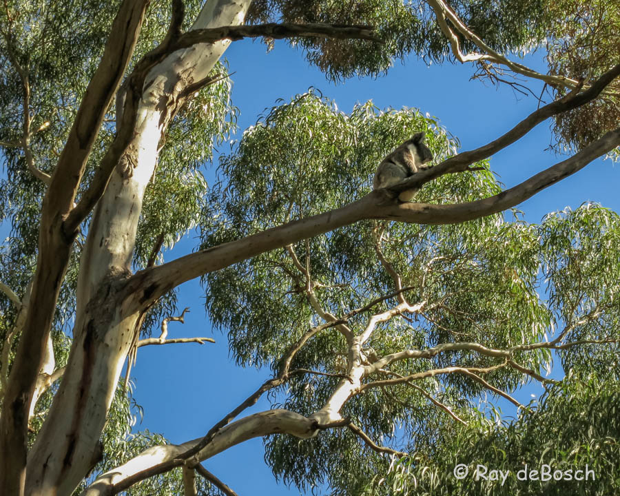Almas Koala Bear shot...good shot