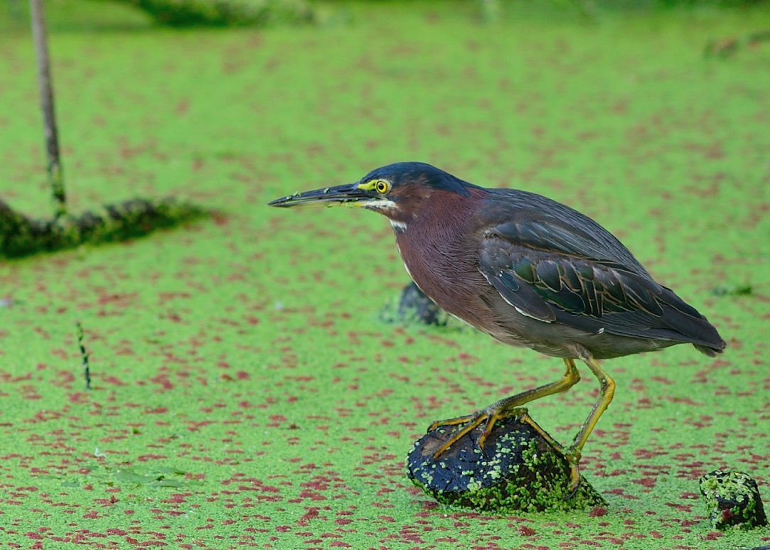 DSC_3518.JPG