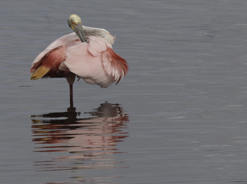 Spoonbill.jpg