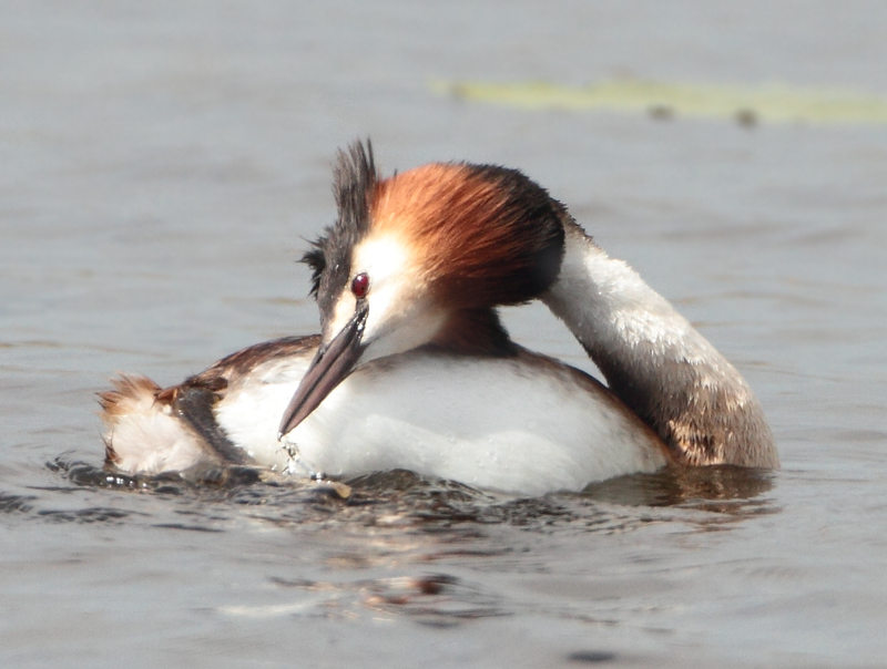 Great Crested Grebe - Podiceps cristatus (Fuut)