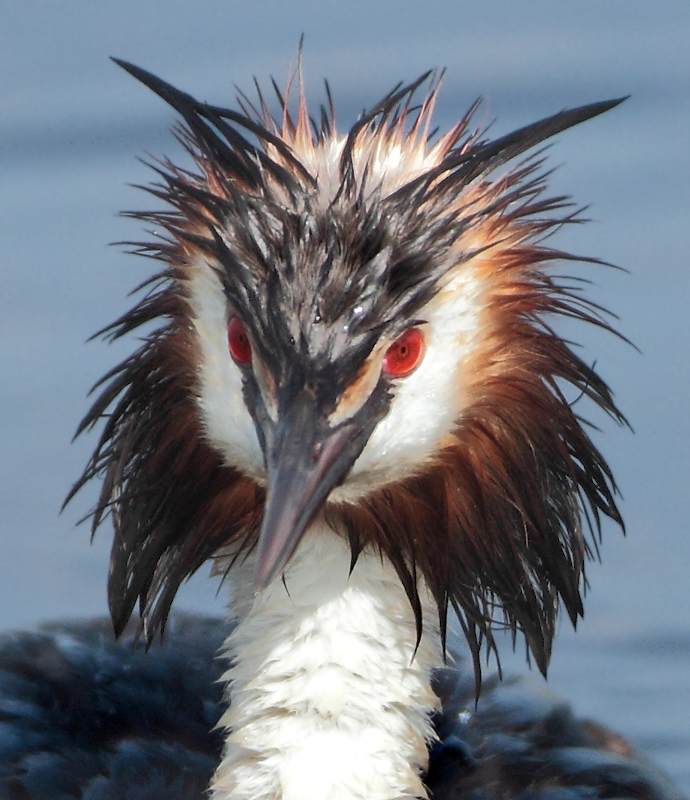 Great Crested Grebe - Podiceps cristatus (Fuut)