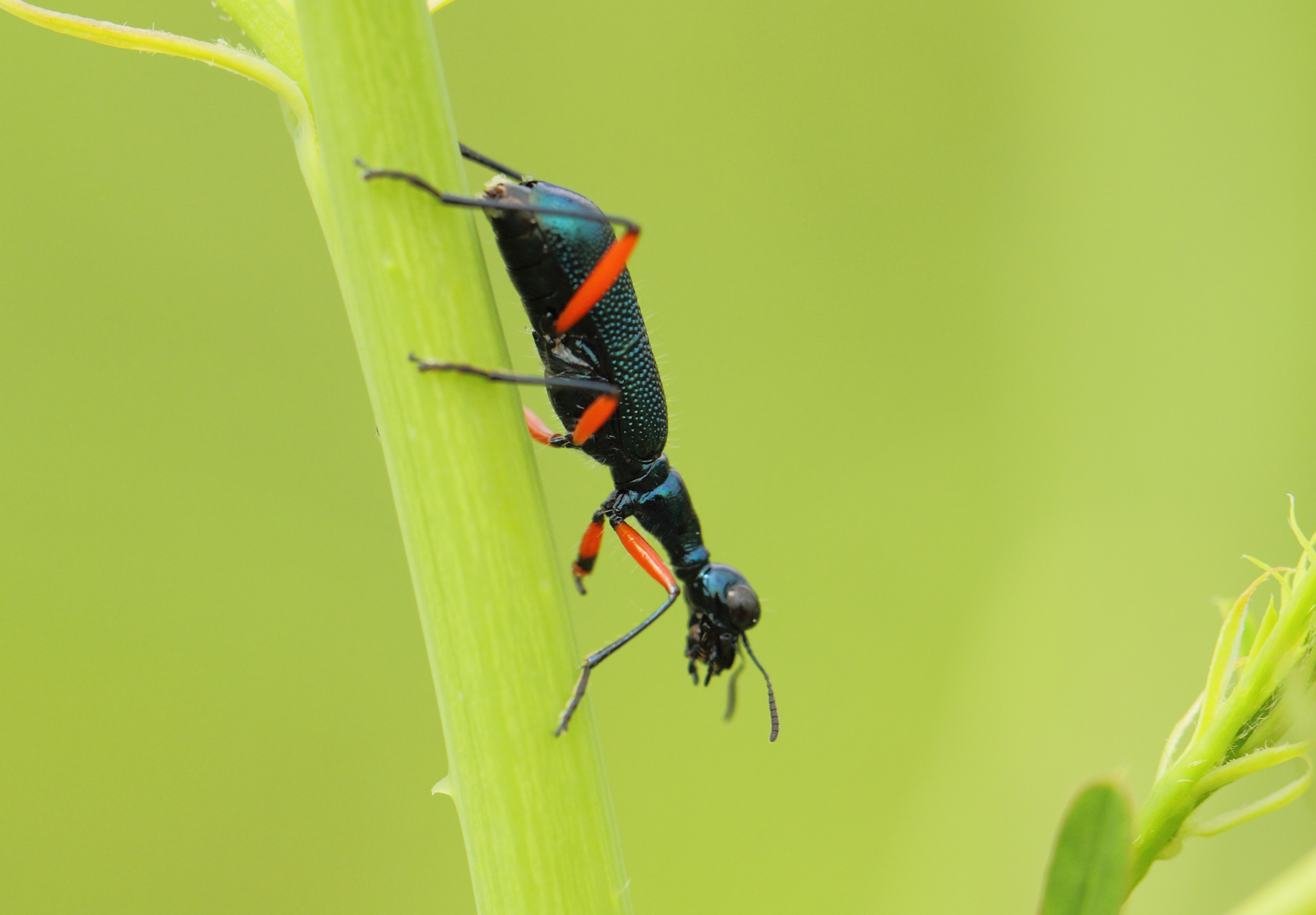 7.  Neocollyris bonellii (Guerin-Meneville, 1834)