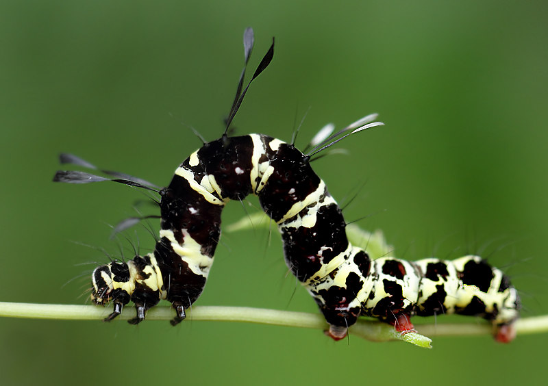 5.  Tinolius eburneigutta (Walker, 1855)