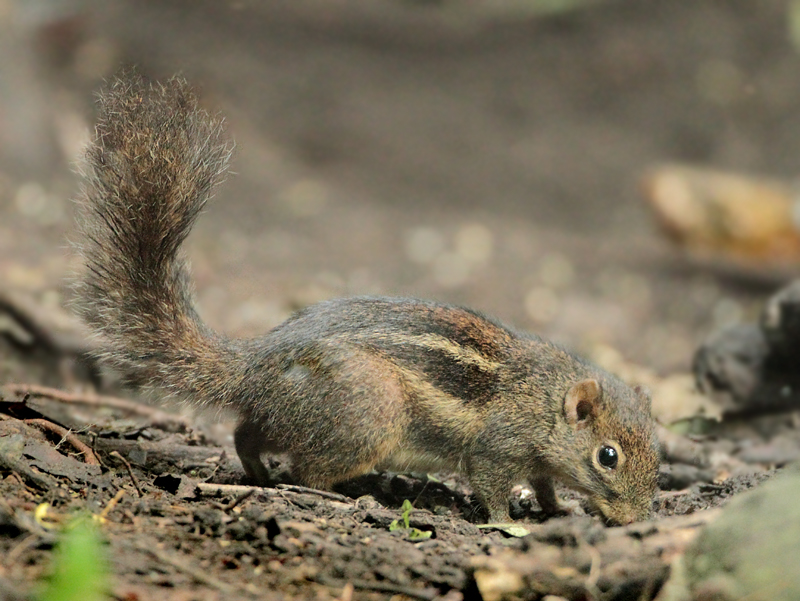 Western Striped Squirrel - Tamiops mcclellandii