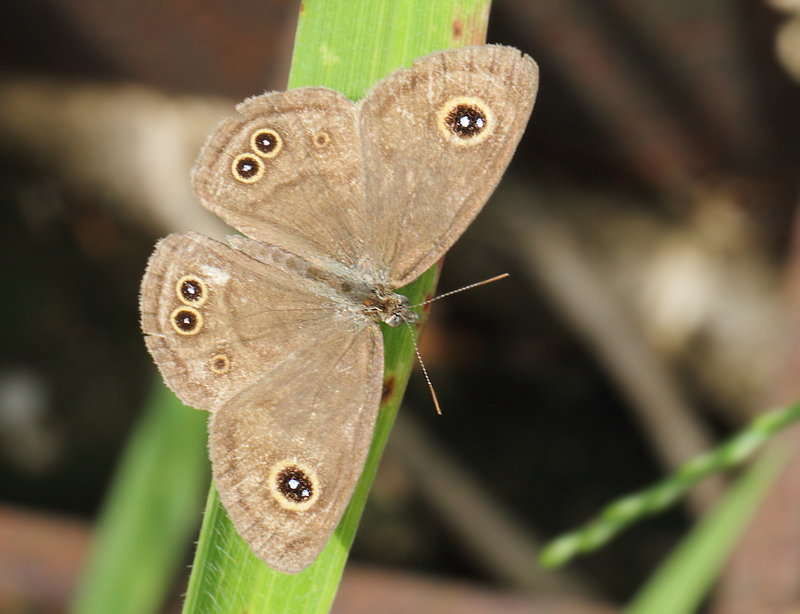 3.  Ypthima baldus newboldi (Distant, 1882)
