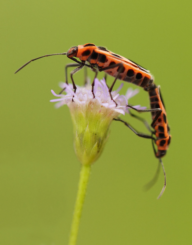 Pyrrhocoridae-spec 