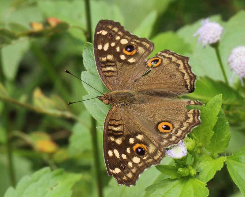 3.  Junonia lemonias (Linnaeus, 1758)