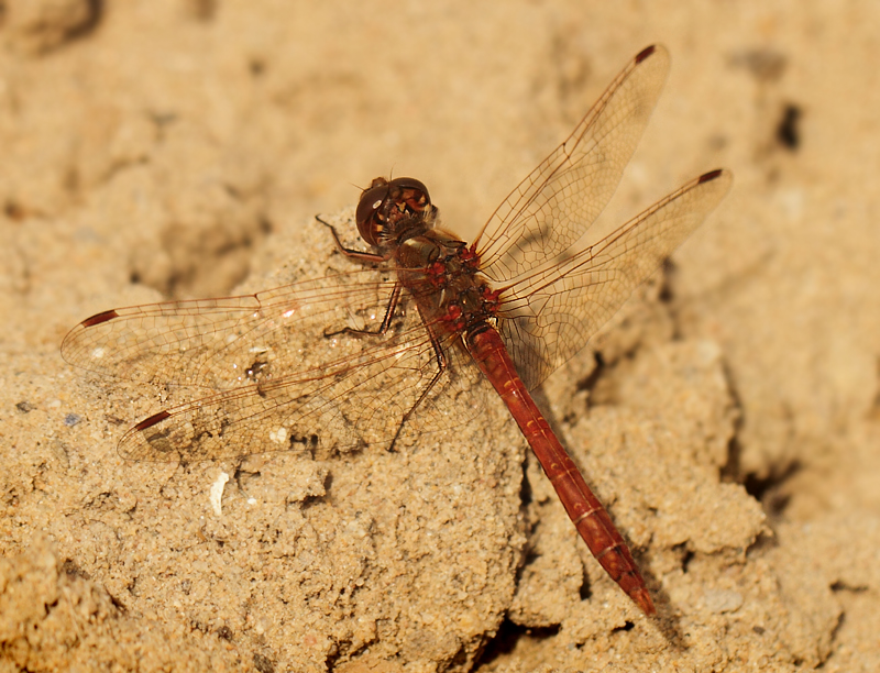 Sympetrum striolatum (Charpentier, 1840)