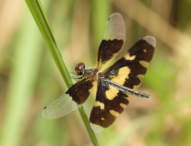 Rhyothemis variegata (Linnaeus, 1763)