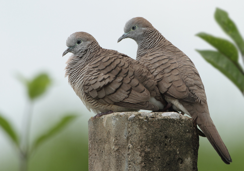 Zebra Dove - Geopelia striata (Zebraduif)