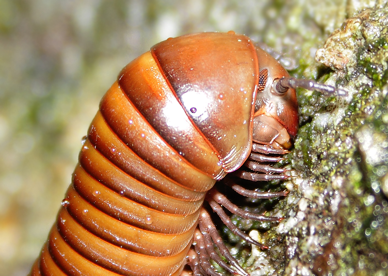 Thyropygus allevatus (Karsch, 1881)