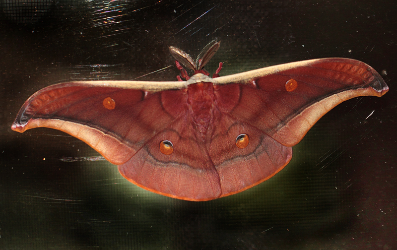 11.  Antheraea assamensis (Helfer, 1837)