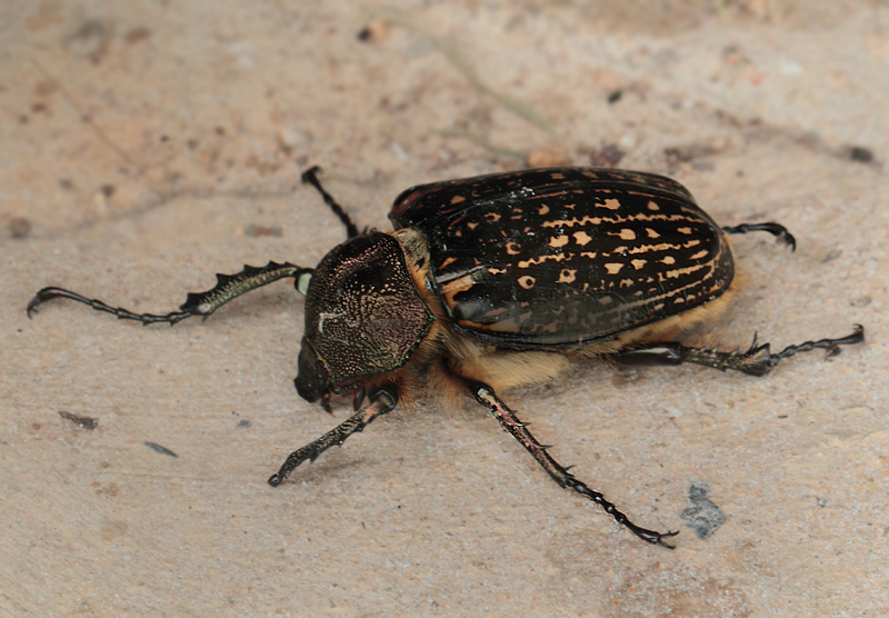 1.  Cheirotonus parryi (Gray, 1848)