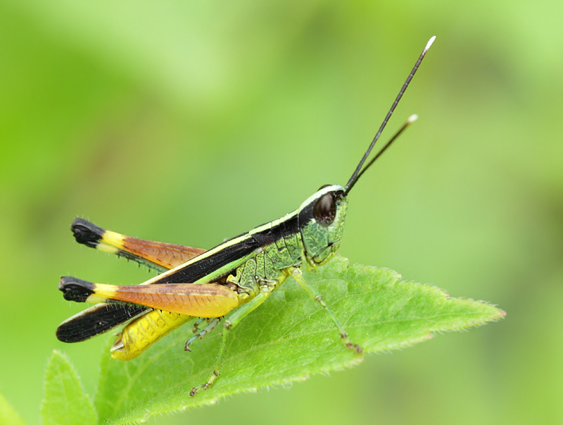 1.  Ceracris fasciata (Brunner von Wattenwyl, 1893)