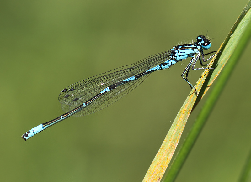 Variabele Waterjuffer - Coenagrion pulchellum 