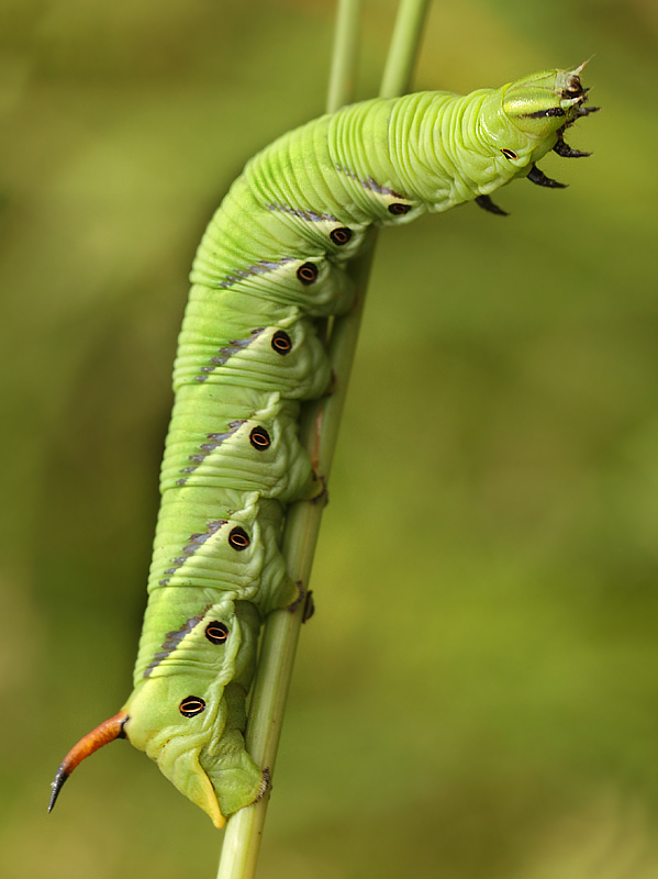 7.  Sphingidae-spec 