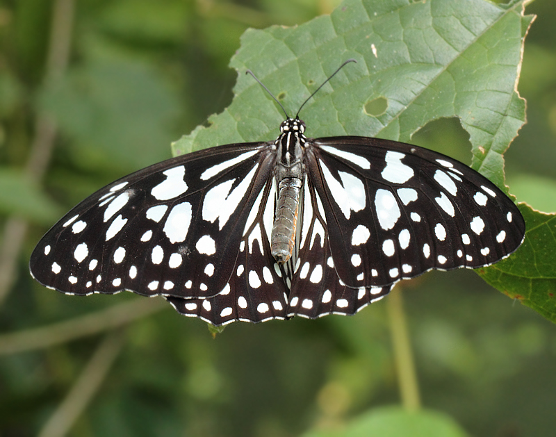 3.  Tirumala limniace (Cramer, 1775)