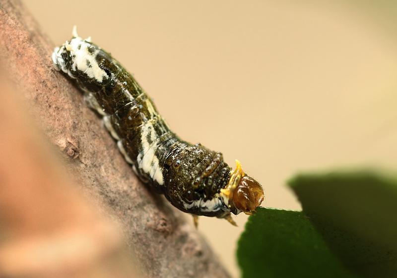 3.  Papilio demoleus (Linnaeus, 1758)