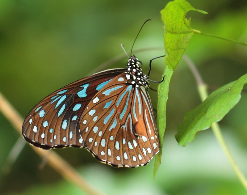 3.  Tirumala septentrionis (Butler, 1874)