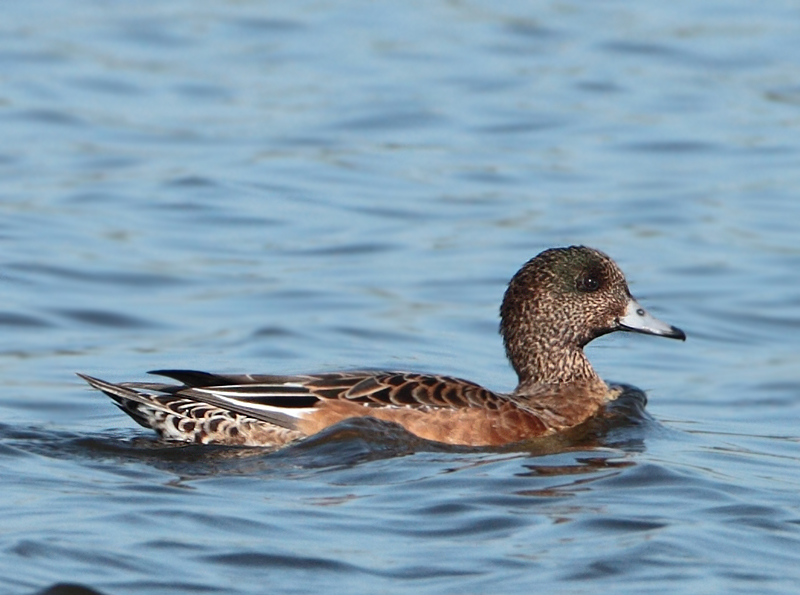 American Wigeon x European Wigeon