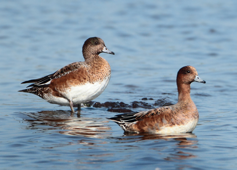 American Wigeon x European Wigeon